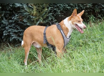 Notfall Boomer - Unser Pechvogel verliert schon wieder sein Zuhause