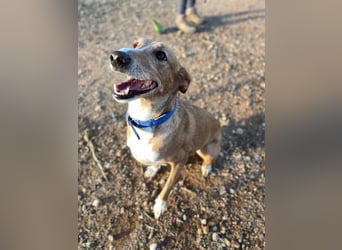 Samira (Spanien) – Lebensfrohe Schmusemaus sucht ihr Glück!