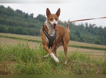 Notfall Boomer - Unser Pechvogel verliert schon wieder sein Zuhause