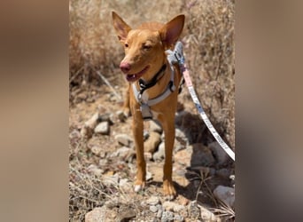 Caramelo (Spanien) – süßer Podenco mit Ringelschwänzchen sucht seine Menschen
