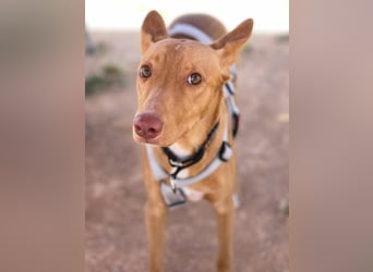 Caramelo (Spanien) – süßer Podenco mit Ringelschwänzchen sucht seine Menschen