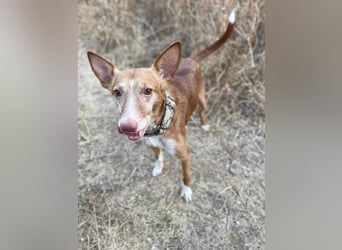 Joseph (Spanien) – abenteuerlustiger und sozialer Podenco