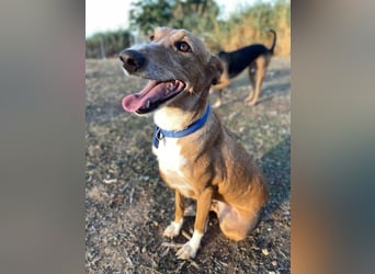 Samira (Spanien) – Lebensfrohe Schmusemaus sucht ihr Glück!