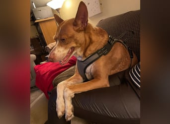 Notfall Boomer - Unser Pechvogel verliert schon wieder sein Zuhause