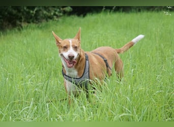 Notfall Boomer - Unser Pechvogel verliert schon wieder sein Zuhause