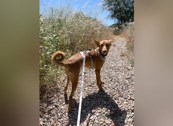 Caramelo (Spanien) – süßer Podenco mit Ringelschwänzchen sucht seine Menschen