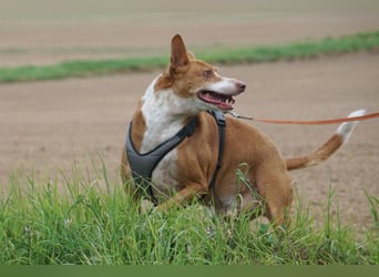 Notfall Boomer - Unser Pechvogel verliert schon wieder sein Zuhause