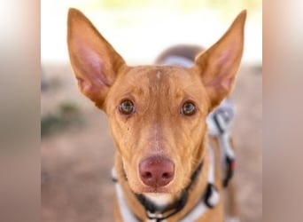 Caramelo (Spanien) – süßer Podenco mit Ringelschwänzchen sucht seine Menschen