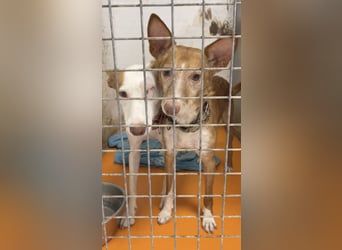 Joseph (Spanien) – abenteuerlustiger und sozialer Podenco