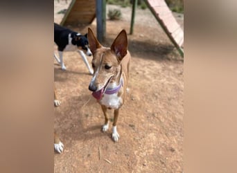 Samira (Spanien) – Lebensfrohe Schmusemaus sucht ihr Glück!