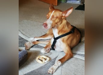 Notfall Boomer - Unser Pechvogel verliert schon wieder sein Zuhause