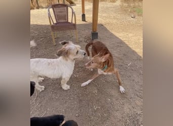 Joseph (Spanien) – abenteuerlustiger und sozialer Podenco