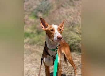Bosco (Spanien) - sanfte Seele sucht Halt und Geborgenheit