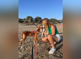 Bosco (Spanien) - sanfte Seele sucht Halt und Geborgenheit