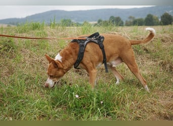 Notfall Boomer - Unser Pechvogel verliert schon wieder sein Zuhause