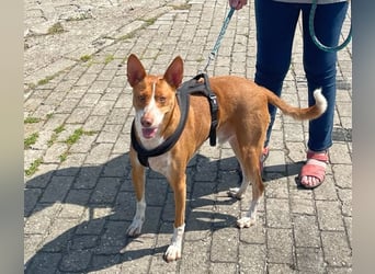 Notfall Boomer - Unser Pechvogel verliert schon wieder sein Zuhause