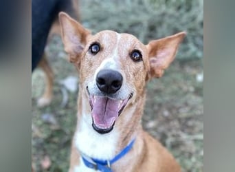 Samira (Spanien) – Lebensfrohe Schmusemaus sucht ihr Glück!