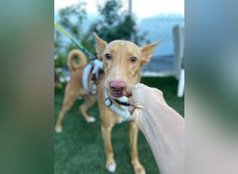 Caramelo (Spanien) – süßer Podenco mit Ringelschwänzchen sucht seine Menschen