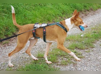 Notfall Boomer - Unser Pechvogel verliert schon wieder sein Zuhause
