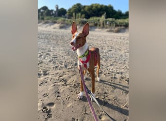 Bosco (Spanien) - sanfte Seele sucht Halt und Geborgenheit