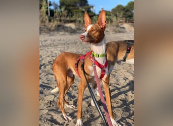 Bosco (Spanien) - sanfte Seele sucht Halt und Geborgenheit