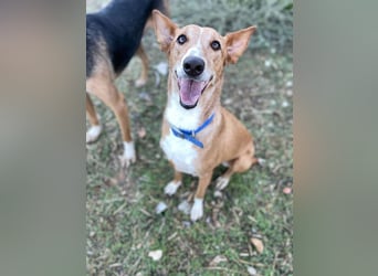 Samira (Spanien) – Lebensfrohe Schmusemaus sucht ihr Glück!