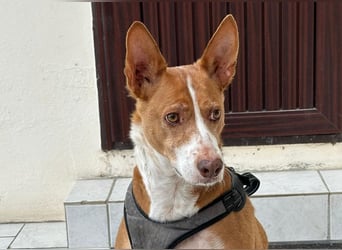 Notfall Boomer - Unser Pechvogel verliert schon wieder sein Zuhause