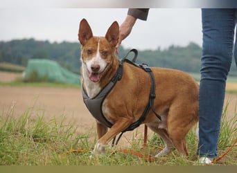 Notfall Boomer - Unser Pechvogel verliert schon wieder sein Zuhause