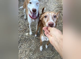 Joseph (Spanien) – abenteuerlustiger und sozialer Podenco