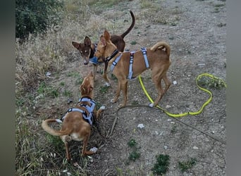 Caramelo (Spanien) – süßer Podenco mit Ringelschwänzchen sucht seine Menschen