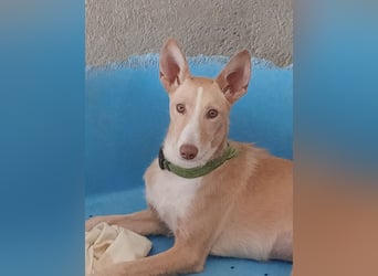 Paz