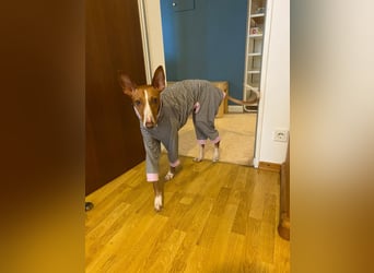 Lola - befindet sich in einer Pflegestelle in Frankfurt am Main