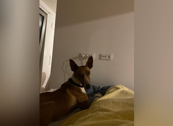 Lola - befindet sich in einer Pflegestelle in Frankfurt am Main