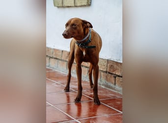 Alba