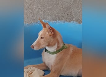 Paz