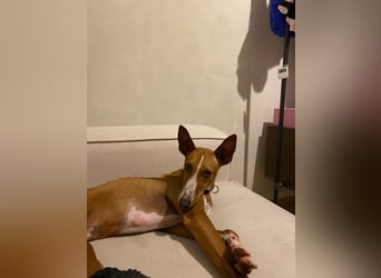 Lola - befindet sich in einer Pflegestelle in Frankfurt am Main