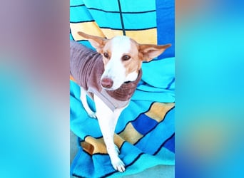 Jara