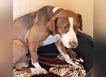 BELLA sucht Ihre Familie!