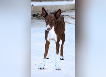 Socks wünscht sich ein eigenes Körbchen