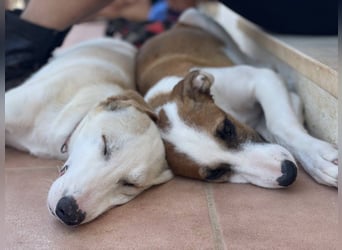 Mocca wünscht sich ein Für-Immer-Zuhause