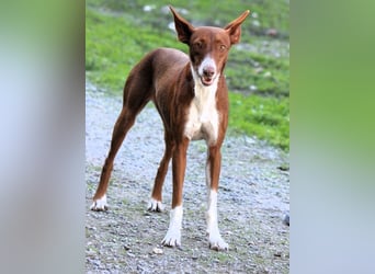 Socks wünscht sich ein eigenes Körbchen