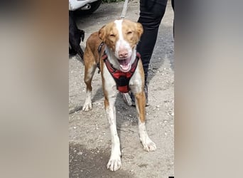 CHESTER - ein Hund zum Verlieben sucht seine Familie
