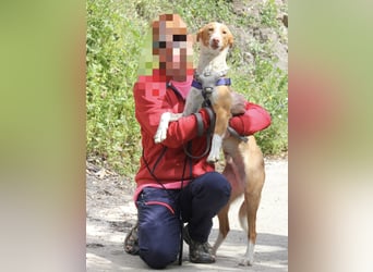 CHESTER - ein Hund zum Verlieben sucht seine Familie