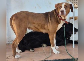 Bella sucht eine Familie