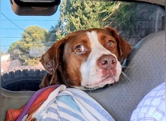 BELLA sucht Ihre Familie!