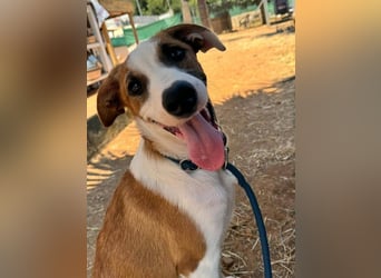 Mocca wünscht sich ein Für-Immer-Zuhause