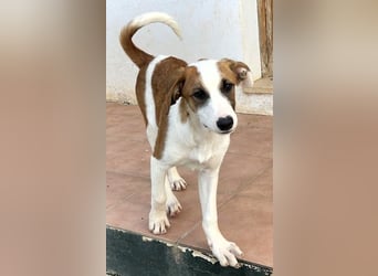 Mocca wünscht sich ein Für-Immer-Zuhause