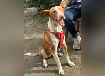 CHESTER - ein Hund zum Verlieben sucht seine Familie