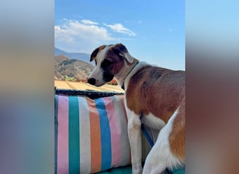 MOCCA wünscht sich ein Für-Immer-Zuhause