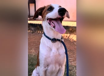 Mocca wünscht sich ein Für-Immer-Zuhause